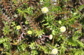 Cotule � bract�es