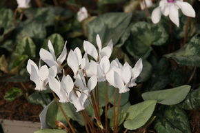 Cyclamen 'Ivy Ice Pure White'
