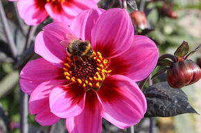 Dahlia 'Happy Single Wink' (lot de 2)