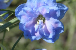 Pied d'alouette F1 'Blue Lace'