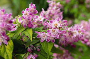 Deutzia � parfum de fraise 'Strawberry Fields' - plante XXL