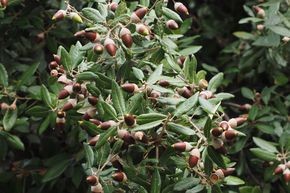 Ch�ne vert