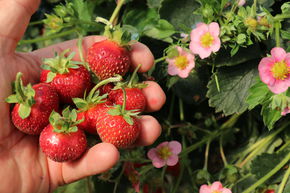 Fraise gourmande Double Pleasure� 'Delirose�'