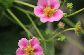 Fraise Double Pleasure� Happy Eyes�