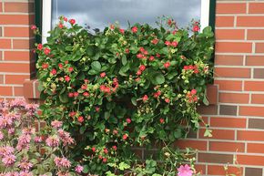 Fraise Double Pleasure� Hanging Pink Wonder�