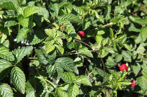 Fraisier des Indes