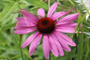 Rudbeckia, Rudbeckie