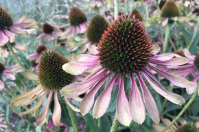 �chinac�e pourpre 'Green Twister'