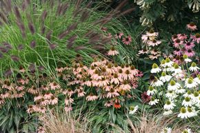 �chinac�e pourpre 'Julia'