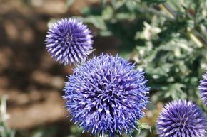 Azurite, chardon bleu, boule azur�e