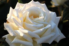 Rosier � grandes fleurs 'Diamond Days�'