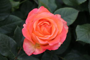 Rosier � grandes fleurs 'La Palma�'