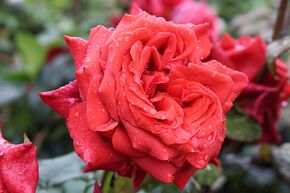 Rosier � grandes fleurs 'Terracotta�'