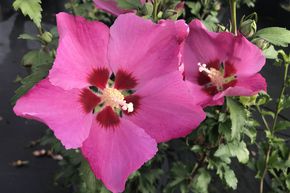 Hibiscus, guimauve 'Woodbridge'