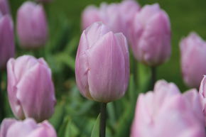 Tulipe simple pr�coce 'Candy Prince'
