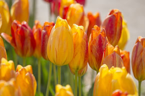 Tulipe simple tardive 'Rhapsody of Smile'