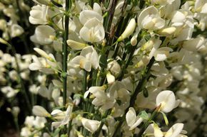 Gen�t des elfes 'Albus'