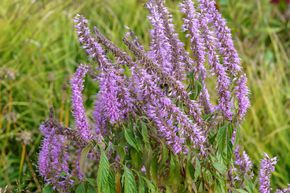 Herbe � �pices chinoise