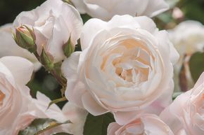Rosier anglaise 'Desdemona�'