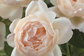 Rosier anglais 'Wollerton Old Hall�'