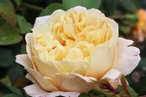 Rose 'Charles Darwin'