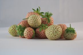 Fraisier 'Snow White'