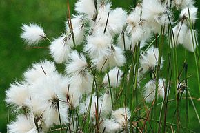 Linaigrette � feuilles �troites