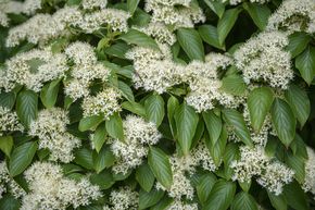 Cornouiller � feuilles alternes