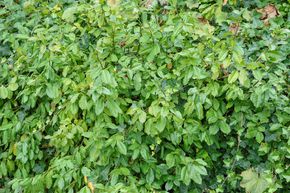 Fusain rampant 'Coloratus' (lot de 6)