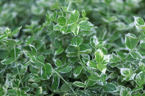 Fusain rampant 'Emerald Gaiety' (lot de 6)