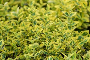 Fusain rampant 'Emerald'n Gold' (lot de 6)