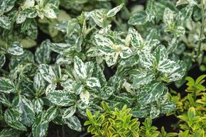 Fusain rampant 'Harlequin' (lot de 6)