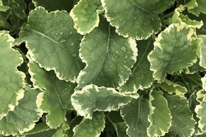 Chou �ternel 'Daubenton's Variegata'