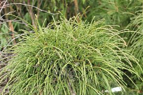 Arbre de vie filiforme, Thuya 'Whipcord'
