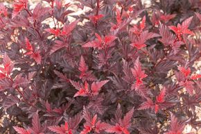 Viorne fascine 'Little Angel'