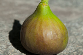Figuier 'Bornholm Danemark'