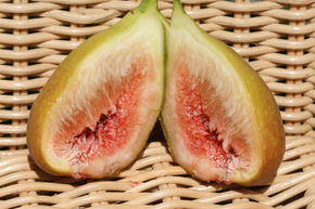Figuier Gustis� 'Goutte d'Or'