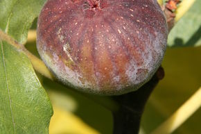 Figuier 'Grosse Grise'