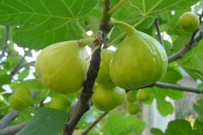 Figuier Gustis� 'Ariane'