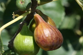 Figuier Gustis� 'Battistini'