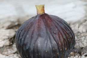 Figuier Gustis� 'Bellone'