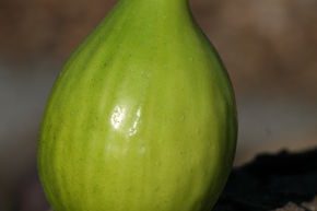 Figuier Gustis� 'Blanche S�guret'