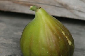 Figuier Gustis� 'Lampeira'