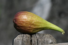 Figuier Gustis� 'Longue d'Ao�t'