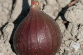 Figuier Gustis� 'Pitalusse'