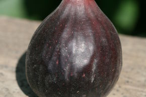 Figuier Gustis� 'Sultane'