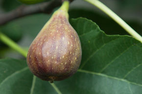 Figuier Gustis� 'Violetta Portughese'