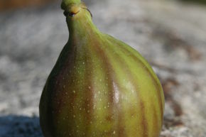Figuier 'Rosso Striato'