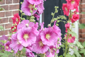 Rose tr�mi�re � feuilles de figuier