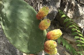 Cactus Opuntia robusta